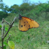 Danaus chrysippus (African Monarch) photographed at Leguruki, Arusha Tanzania. Let's shear our richness of biodiversity and be ready to protect them at any costs for the sake of our future generation.
.
Feb 06, 2025
01:11pm